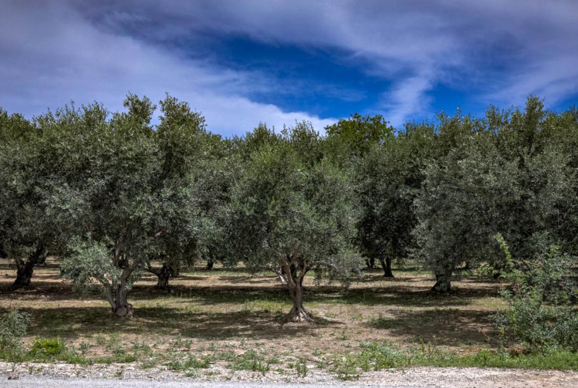 Contemporary Three-Bedroom Villa Overlooking an Olive Grove